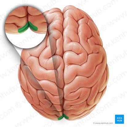 Calcarine sulcus: Anatomy and function | Kenhub