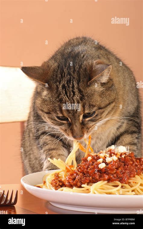 Bad habit: Domestic cat eating spaghetti from table Stock Photo - Alamy