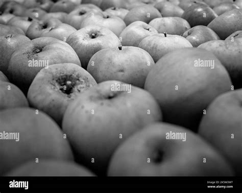Malus ribston pippin Black and White Stock Photos & Images - Alamy