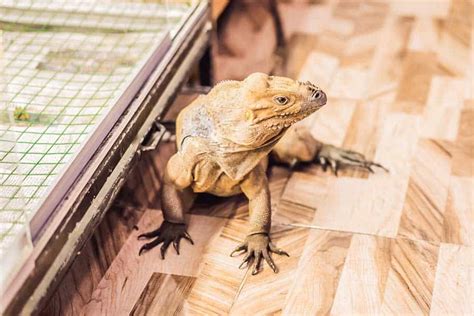 4 Best Bearded Dragon Breeders (in the US)