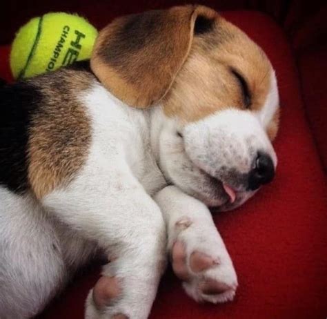 #beagle #cute #adorable #sleeping #puppy #pet #cutepuppytypes | Beagle puppy, Beagle dog, Cute ...