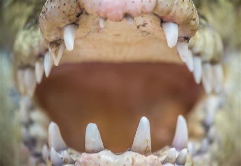 Close-Up Shot of Crocodile Mouth · Free Stock Photo