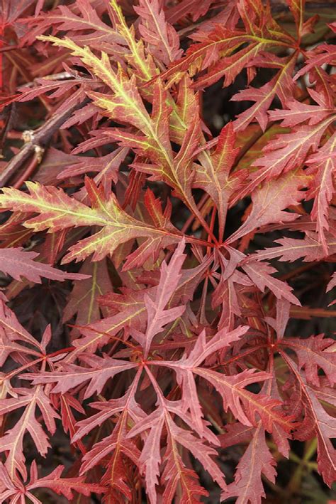 Orangeola Japanese Maple, Acer palmatum 'Orangeola', Monrovia Plant