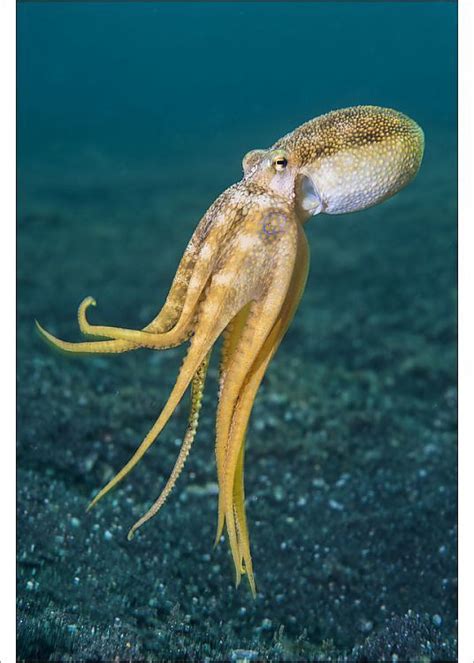 North Sulawesi, Fauna Marina, Mollusca, Sea Floor, Beautiful Sea ...