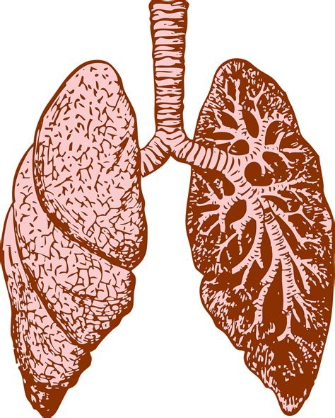 Lung Cancer Symptoms, Lung Disease, Lung Lobes, Burning Mouth Syndrome, Lung Cancer Awareness ...