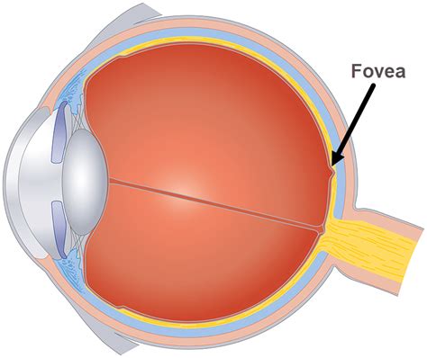 Fovea Centralis Histology