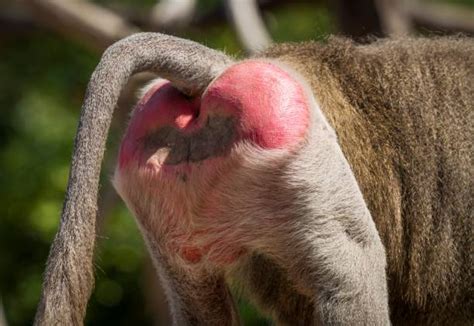 60+ Baboon Buttocks Stock Photos, Pictures & Royalty-Free Images - iStock