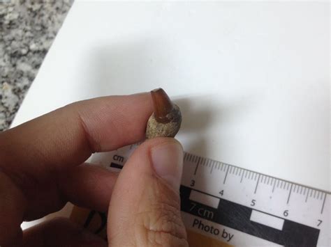 Dolphin tooth? - Fossil ID - The Fossil Forum