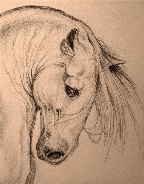 Horse Head Drawing by Evey Studios