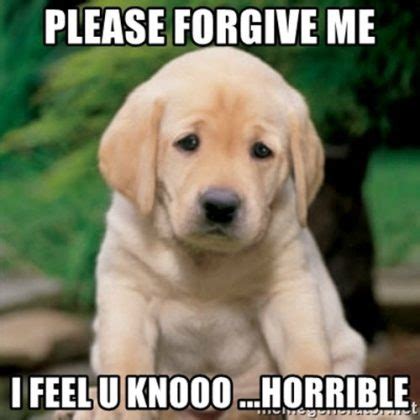 40 Adorable I'm Sorry Memes People Won't Be Able To Resist ...