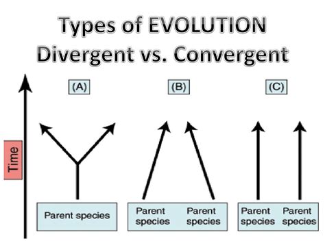 PPT - Types of EVOLUTION Divergent vs. Convergent PowerPoint Presentation - ID:1836137