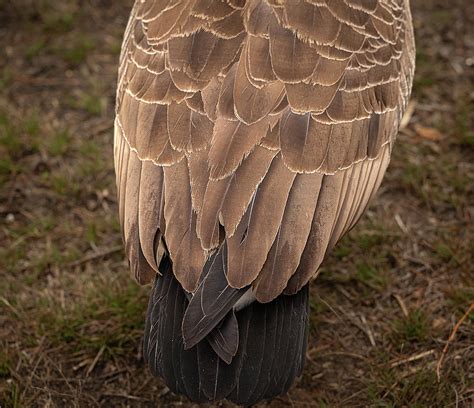 Tail Feathers Photograph by Catherine Grassello | Fine Art America