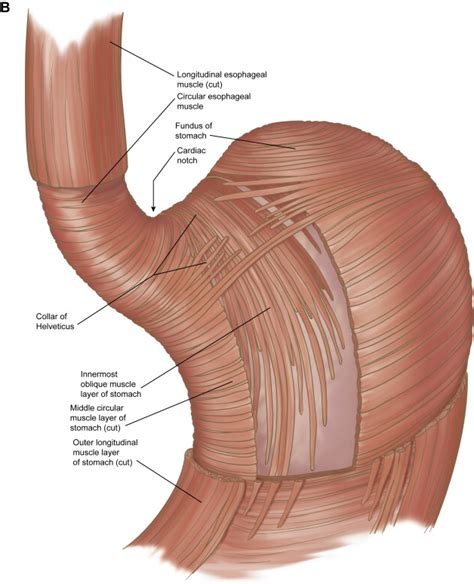 General Anatomy of the Esophagus - Thoracic Surgery Clinics