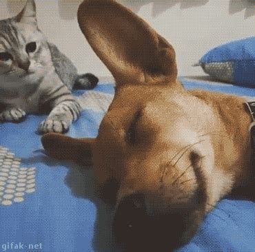 Funny animal gifs - part 164 (10 gifs) | Amazing Creatures