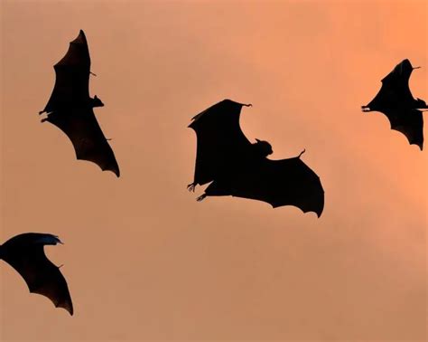 What is a Group of Bats Called