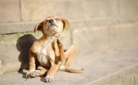 Signs Your Dog is Having an Allergic Reaction & How To Help