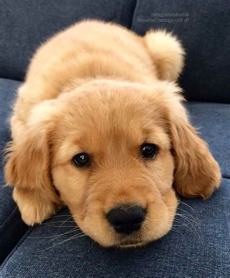 √√ Baby Golden Retriever Quebec Canada - Buy Puppy In Your Area