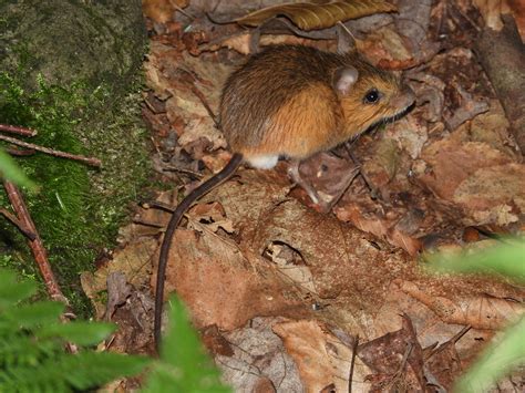 Maryland Biodiversity Project - Woodland Jumping Mouse (Napaeozapus insignis)