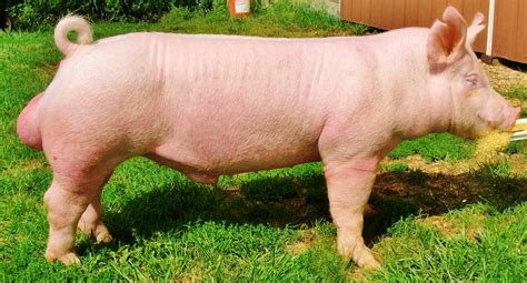 NSR Fieldview: Updated National Barrow Show® Hog College Entries