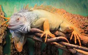 Green Iguana Care Guide: Diet, Cage, Size & Facts - Everything Reptiles