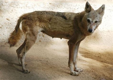 Arabian wolf - Alchetron, The Free Social Encyclopedia