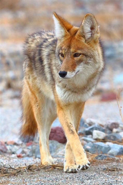 IMG_5802 Coyote, Death Valley National Park | I've seen many… | Flickr