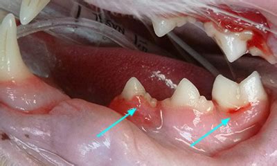 Resorptive Lesions Cat