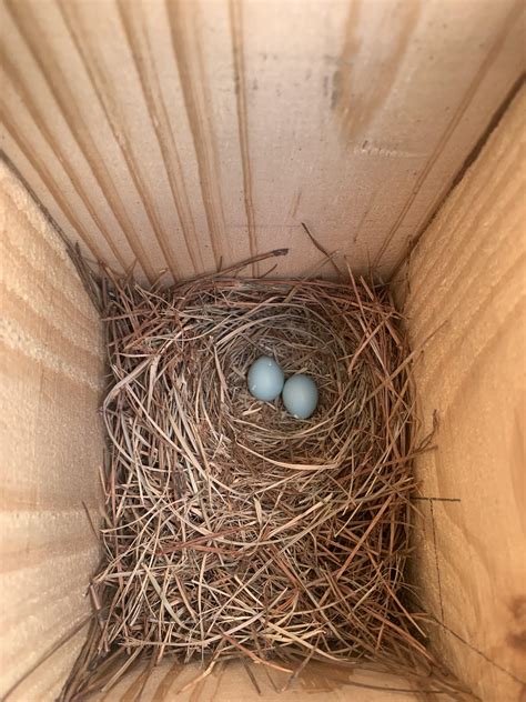 This is a dream... eastern bluebird eggs. This birdhouse is right ...