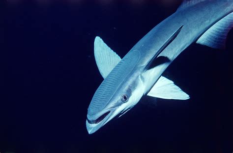 Absurd Creature of the Week: The Fish That Wears a Suction Cup as a Hat | WIRED