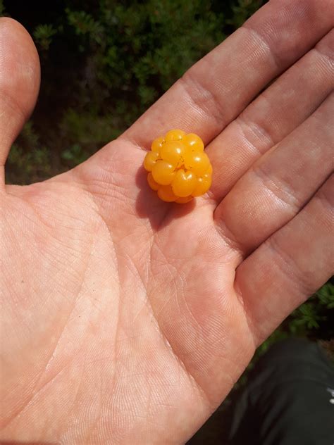 The Unique Bliss Of Cloudberry Picking in Ranua - Wonderlicious