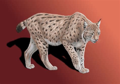 Balkan lynx by NefelisSt on DeviantArt