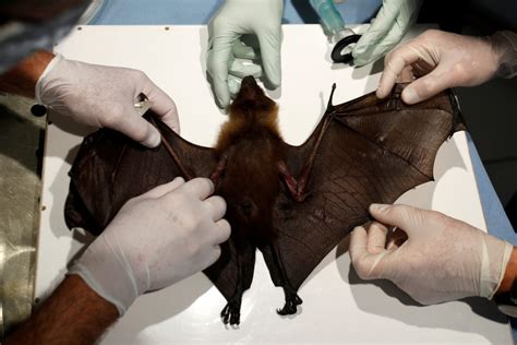 Scientists focus on bats for clues to prevent next pandemic | PBS News