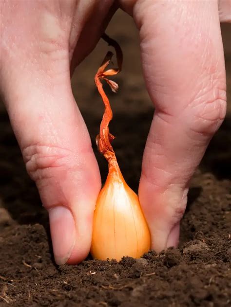 How Deep To Plant Onion Sets – An In-Depth Look - Gardening Dream