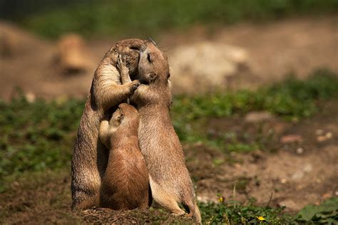 10+ Animal Couples That Prove Love Exists In The Animal Kingdom Too | Bored Panda