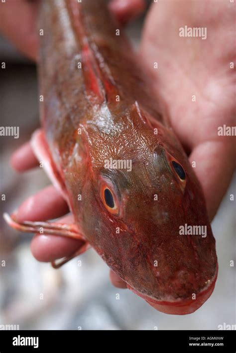 Red gurnard fish Stock Photo - Alamy