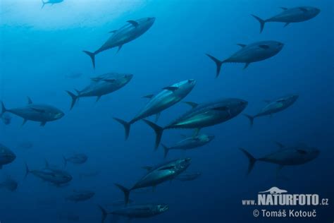 Thunnus albacares Pictures, Yellowfin tuna Images, Nature Wildlife Photos | NaturePhoto