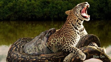 Giant Anaconda vs Jaguar | Python vs Tiger | Python vs Leopard - YouTube