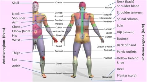 Anatomical regions, dr. madden - YouTube