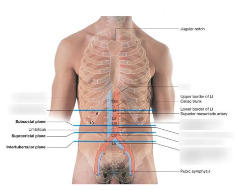 transpyloric plane Diagram | Quizlet