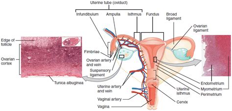 23.4: Uterus and Cervix - Medicine LibreTexts