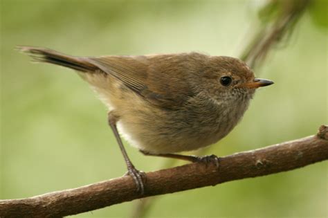 File:Brown Thornbill.jpg - Wikipedia, the free encyclopedia