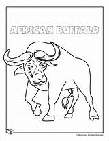 Buffalo Coloring Pages  ColoringBay sketch template
