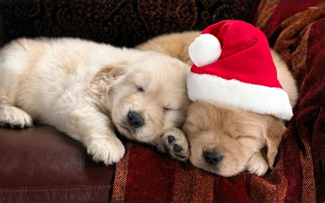 Merry Christmas Puppies Wallpaper