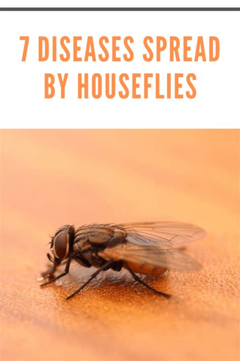 7 Common Diseases Spread by Houseflies • Mom's Memo