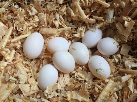 Monk Parakeet Nesting (Behavior, Eggs + Location) | Birdfact