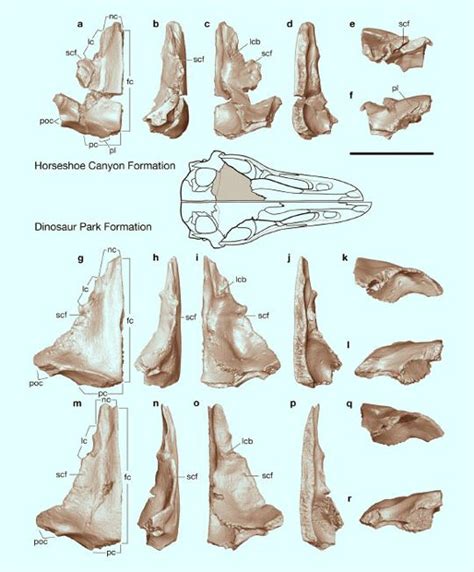 Troodontid skull bone comparison. New dinosaur species honours famous ...