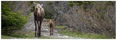 Spring Wildlife Watching in Yellowstone National Park