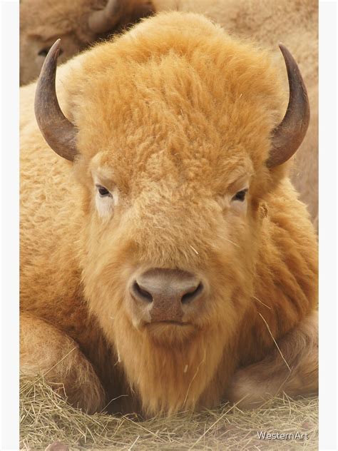 "White Buffalo" Poster for Sale by WesternArt | Redbubble