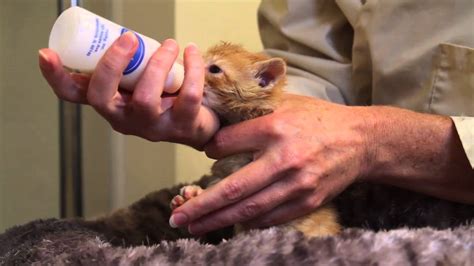 How to Bottle Feed a Kitten - Purrfect Love