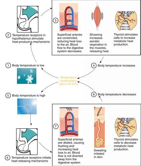 Body Temperature Homeostasis: Cold Pressor Test – A Mixed Course-Based ...